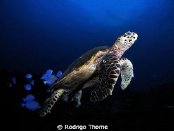 Turtle in Recife - Brasil. by Rodrigo Thome 